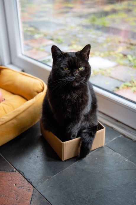 Crna britanska kratkodlaka mačka