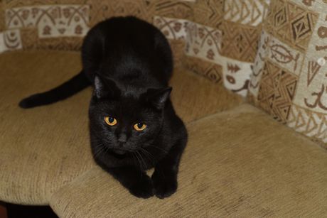 Crna britanska kratkodlaka mačka