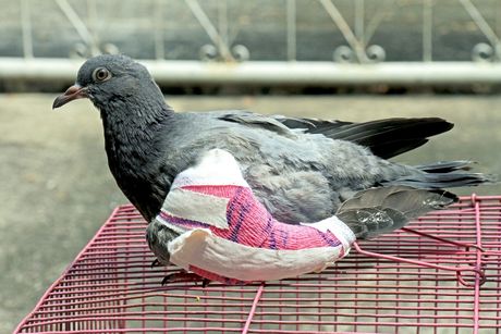 Ptica slomljenog krila