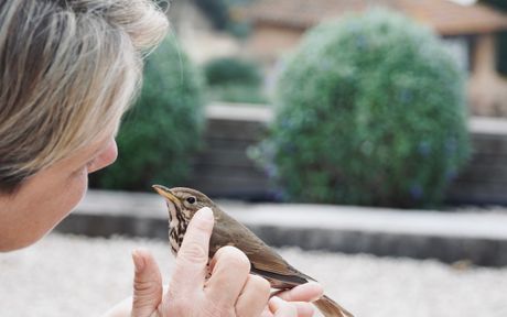 Ptica slomljenog krila