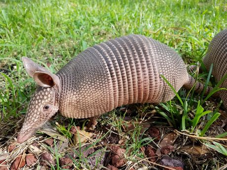 Armadiljo