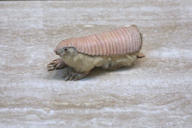 Roze ružičasti armadiljo, Pink Fairy Armadillo (Chlamyphorus truncatus)