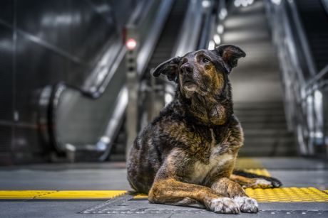 Pas i pokretne stepenice