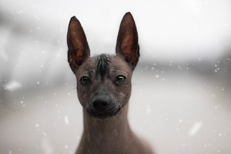 Najružnije rase pasa