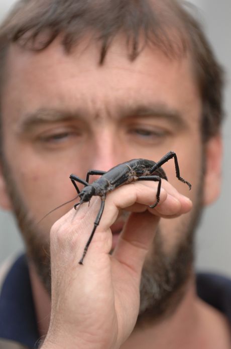 Dryococelus australis