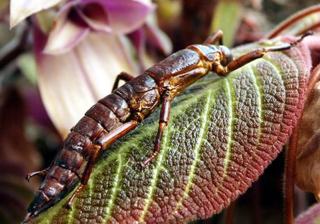 Dryococelus australis
