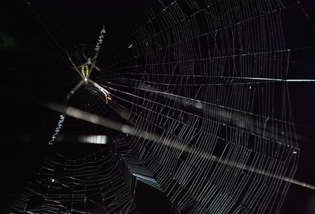 Prava paukova mreža