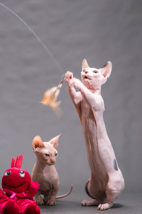 Bezdlake rase mačaka