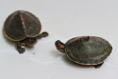 Kako kornjače pričaju