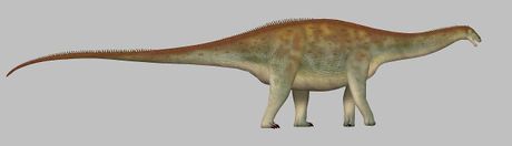 sidersaura, zvezdani gušter