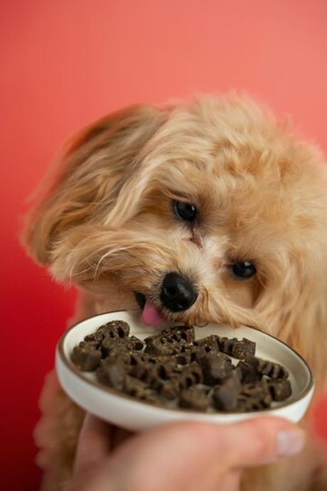 Ishrana kućnog ljubimca