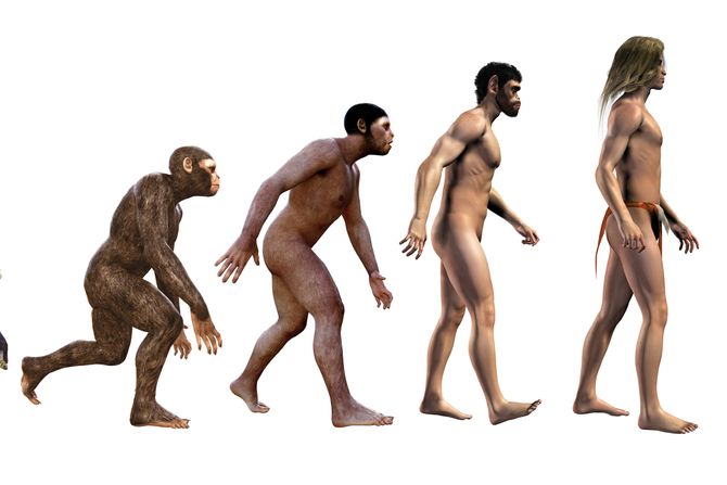 Evolucija