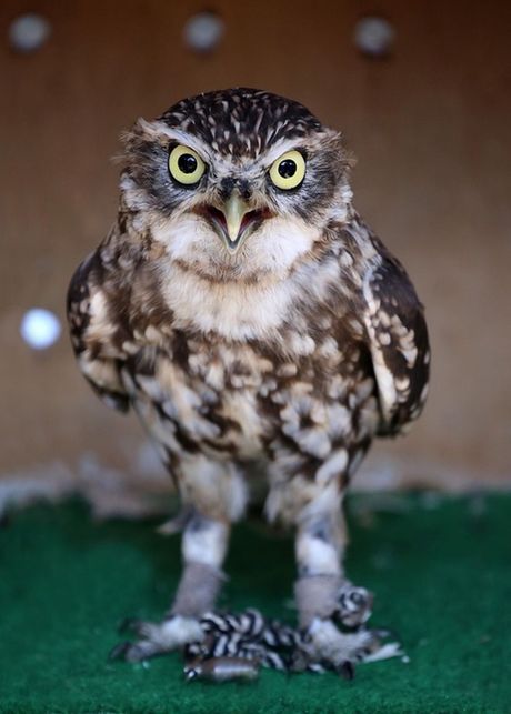 Sova prognozer vremena