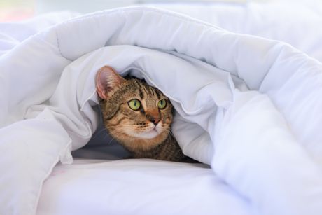 Ljubimci ispod prekrivača