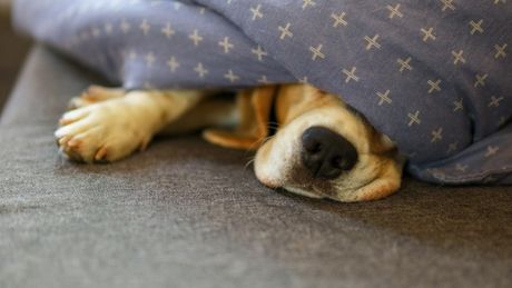 Ljubimci ispod prekrivača