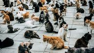 Počeo je februar, mesec zaljubljenih mačaka: Da li ste preduzeli odgovorne mere uoči mačije "fešte"
