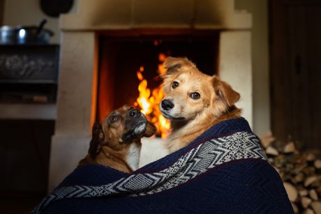Kućni ljubimci i grejna tela