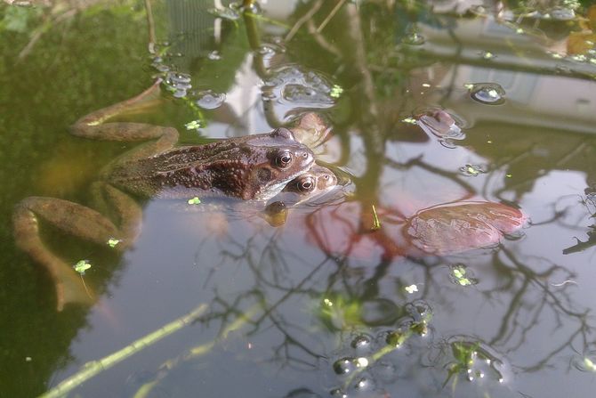 žabe, parenje, amplexus
