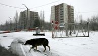 Psi iz Černobilja prolaze kroz neobične genetske promene – naučnici još uvek pokušavaju da otkriju zašto
