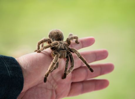 Tarantula