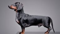 Jazavičari su skloni problemima sa kičmom, a ovo su provereni i najbolji saveti za prevenciju tegoba