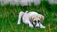 Ako pas povraća žuč, žutu penu, žuč sa krvlju - pre i posle obroka ili vode - vodite ga veterinaru