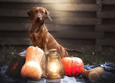 Ljubimci i osvetljenje
