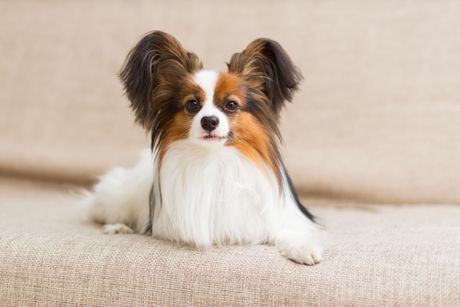 Patuljasti kontinental epanjel - papilon