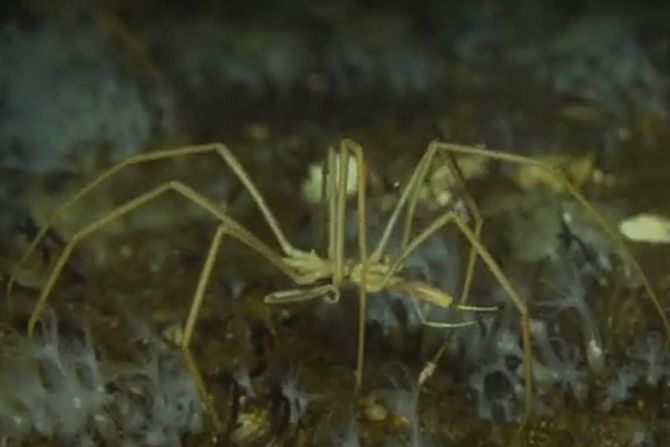 džinovski antarktički morski pauk