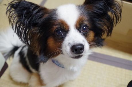 Patuljasti kontinental epanjel - papilon