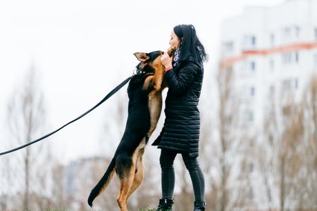 Pas i skakanje na ljude
