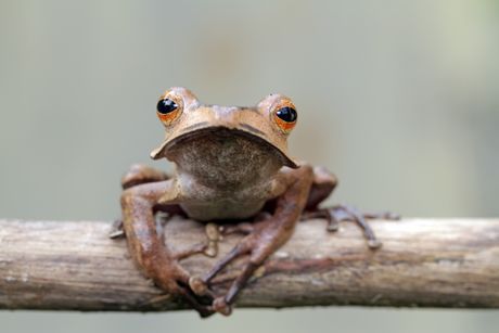 Ušata žaba sa Bornea