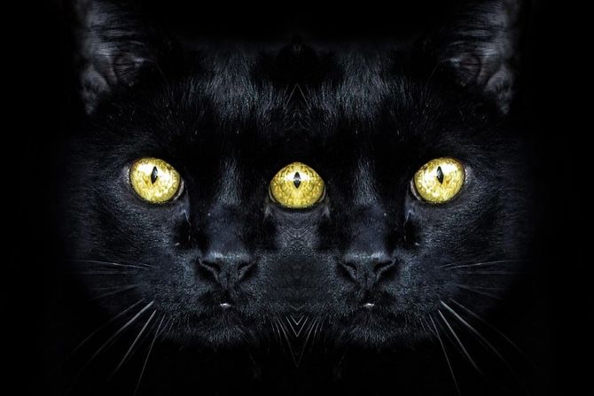 Mačka i paranormalno