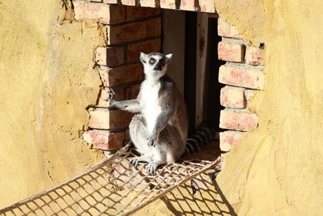 Lemur prstenastog repa