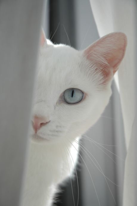 Mačka i paranormalno