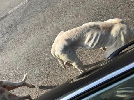 Izgubljeni dogo argentino