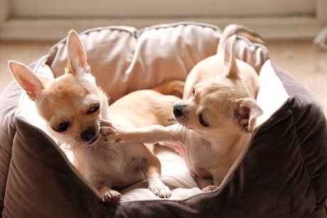 Više ljubimaca u istom domu