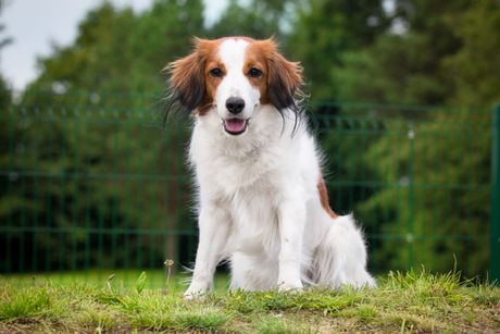 Kooikerhondje - mali holandski pas za lov vodenih ptica
