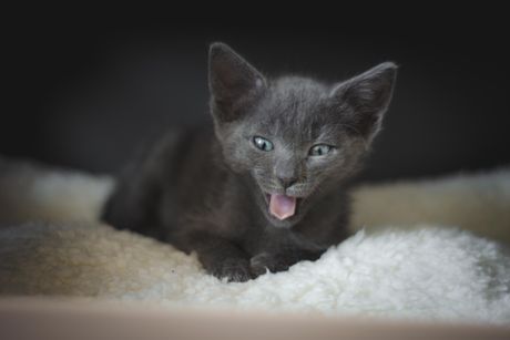 Mačka i noćno oglašavanje