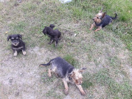 Spasavanje Dunje i njenih drugara