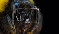 Mislilo se da to mogu samo ljudi, sad otkriveno nešto neverovatno: Bumbari iznenadili naučnike