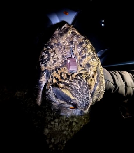 Najveća sova na svetu Buljina u Srbiji