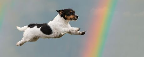 Može li pas da predoseti svoju smrt