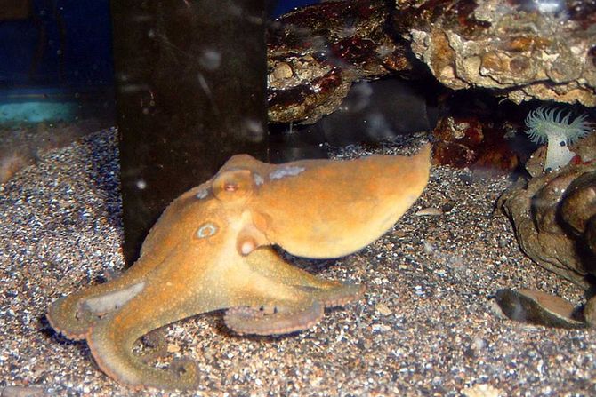 kalifornijski oktopod sa dve mrlje Octopus bimaculoides