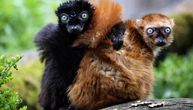 Pre 2.000 godina ljudi su stigli na Madagaskar, a lemuri izgubili prostor za život: Čuvajte se njihove osvete!