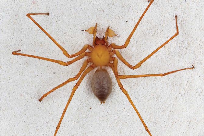 trogloraptor, pećinski pauk