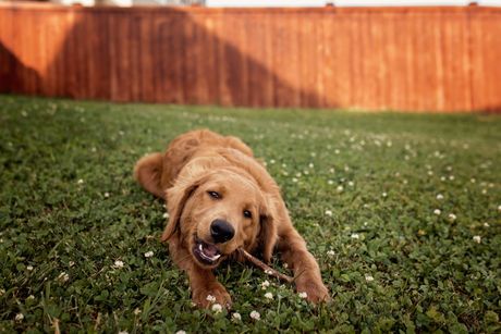Ljubimci i pomračenje Sunca