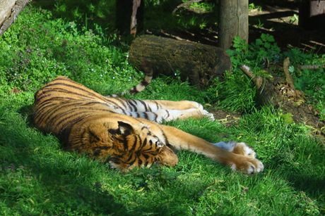 Zoološki vrt Palić