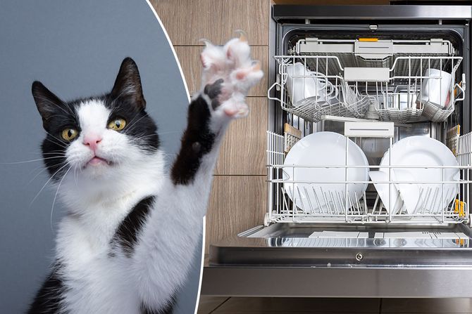 Mačka u sudomašini