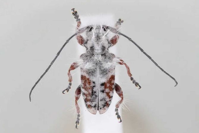 Excastra albopilosa, čupava strižibuba